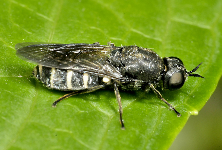 Stratiomyidae da id.: forse Odontomyia sp.